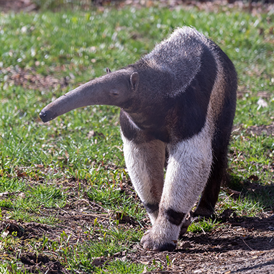 Male Anteater