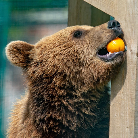 Brown Bear