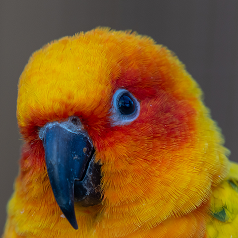 Sun Conure