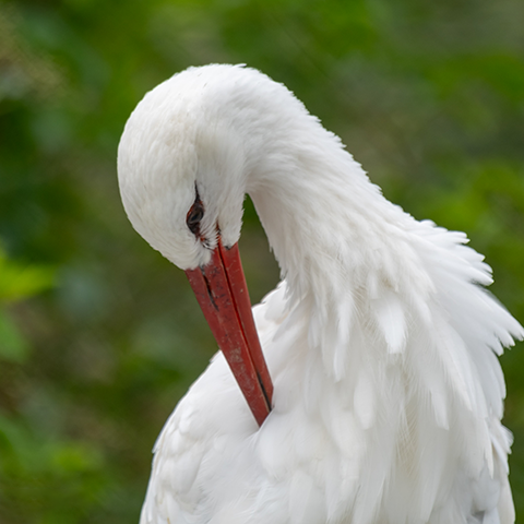 White Stork