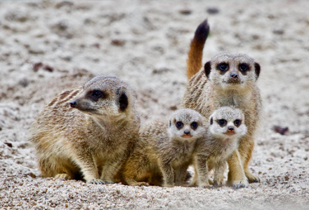 Active Tots Wild & Play