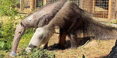 Remembering Nala our Giant Anteater